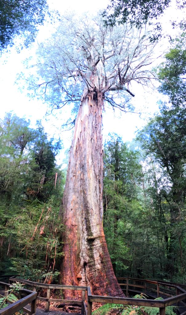 The giant Ada Tree