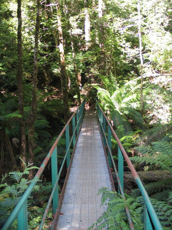 A metal boardwalk leads into forest
