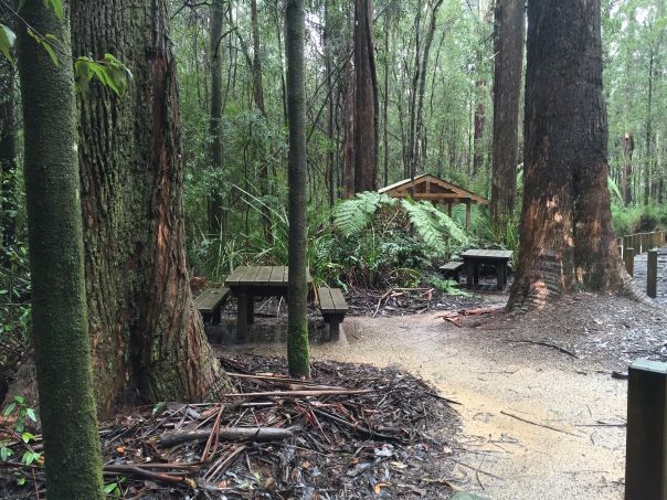 Picnic tables among ferns and tall trees