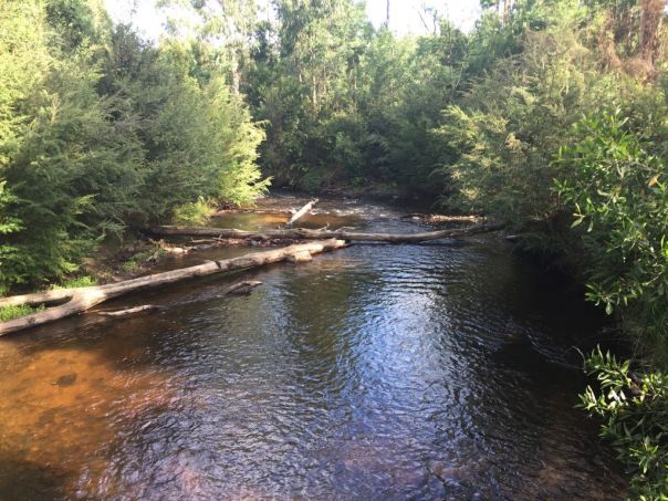 A flowing river runs between green bushes.