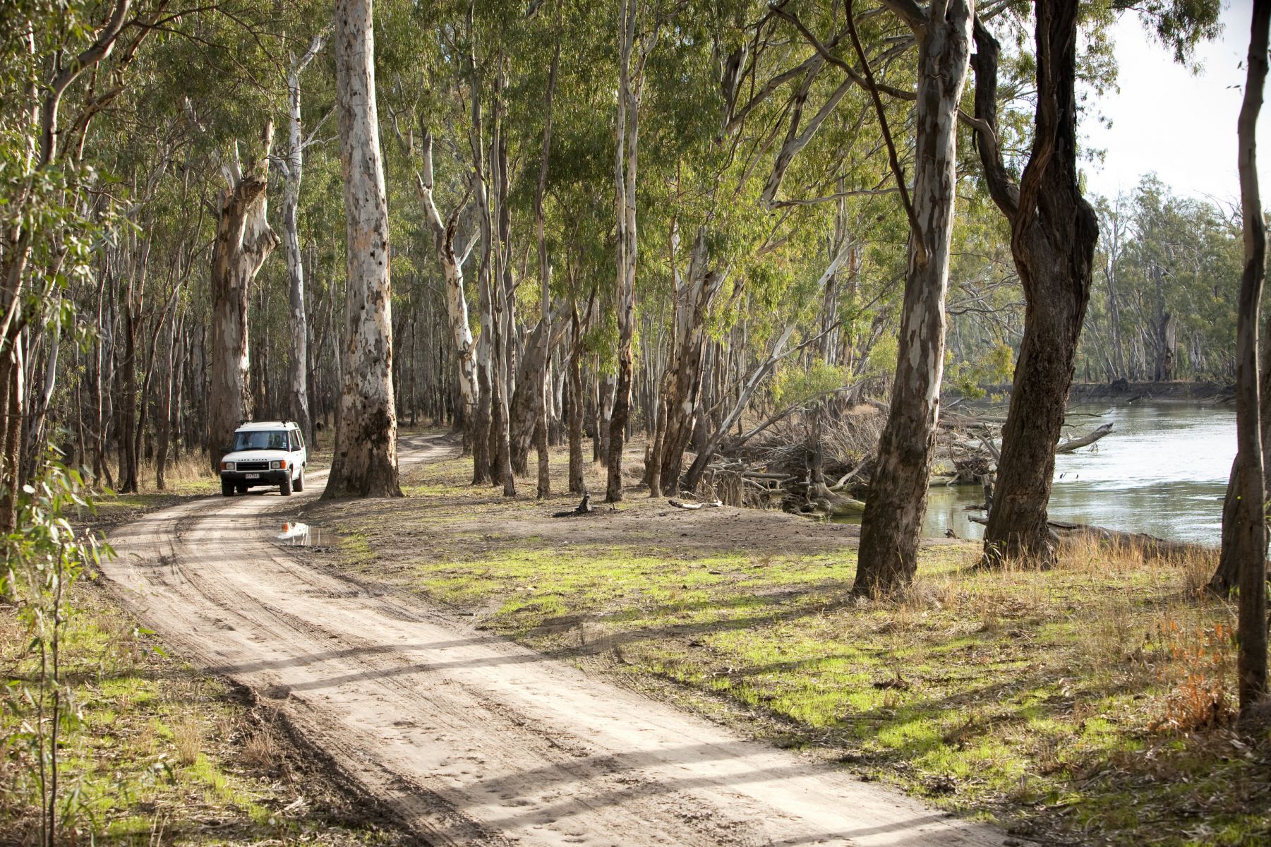 4WD driving through Barmah State Park