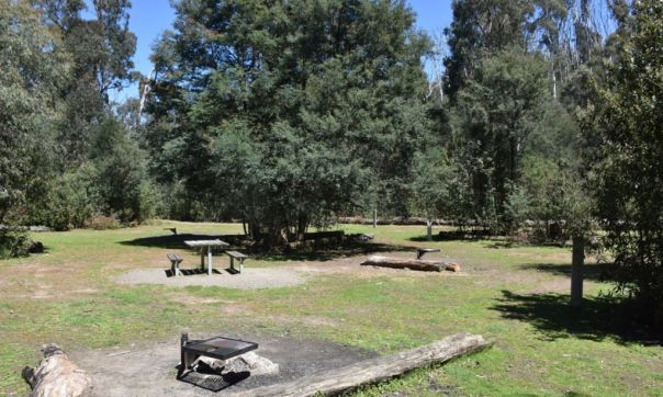 A grassy area with fire pits and a picnic table among trees