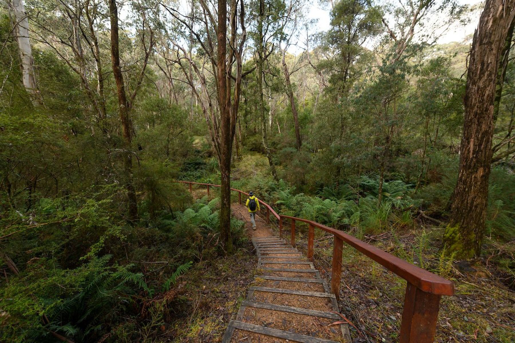 A man walks down wooden stairs among tall trees