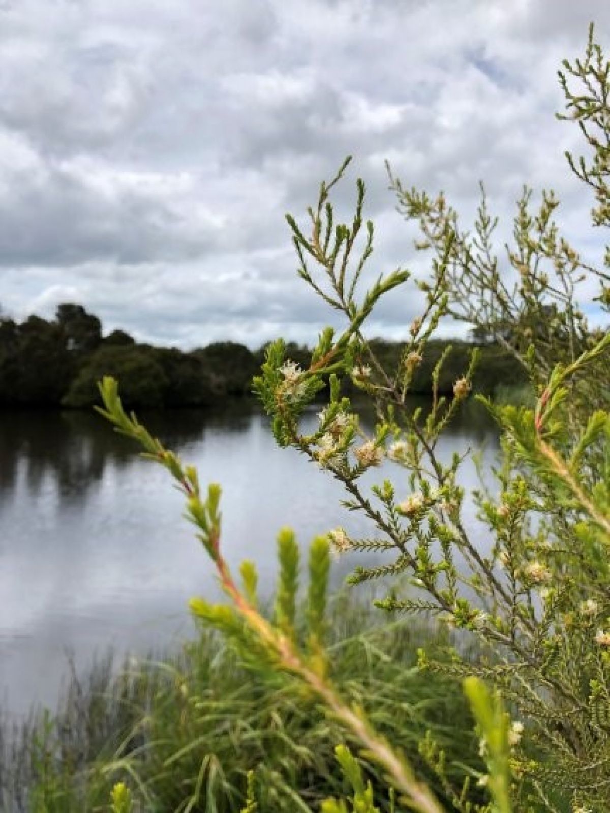 close-up of the ends of branches of a tree with small needle-like leaves and small white flowers. In the background is a large body of water, with shrubs on the far shore.