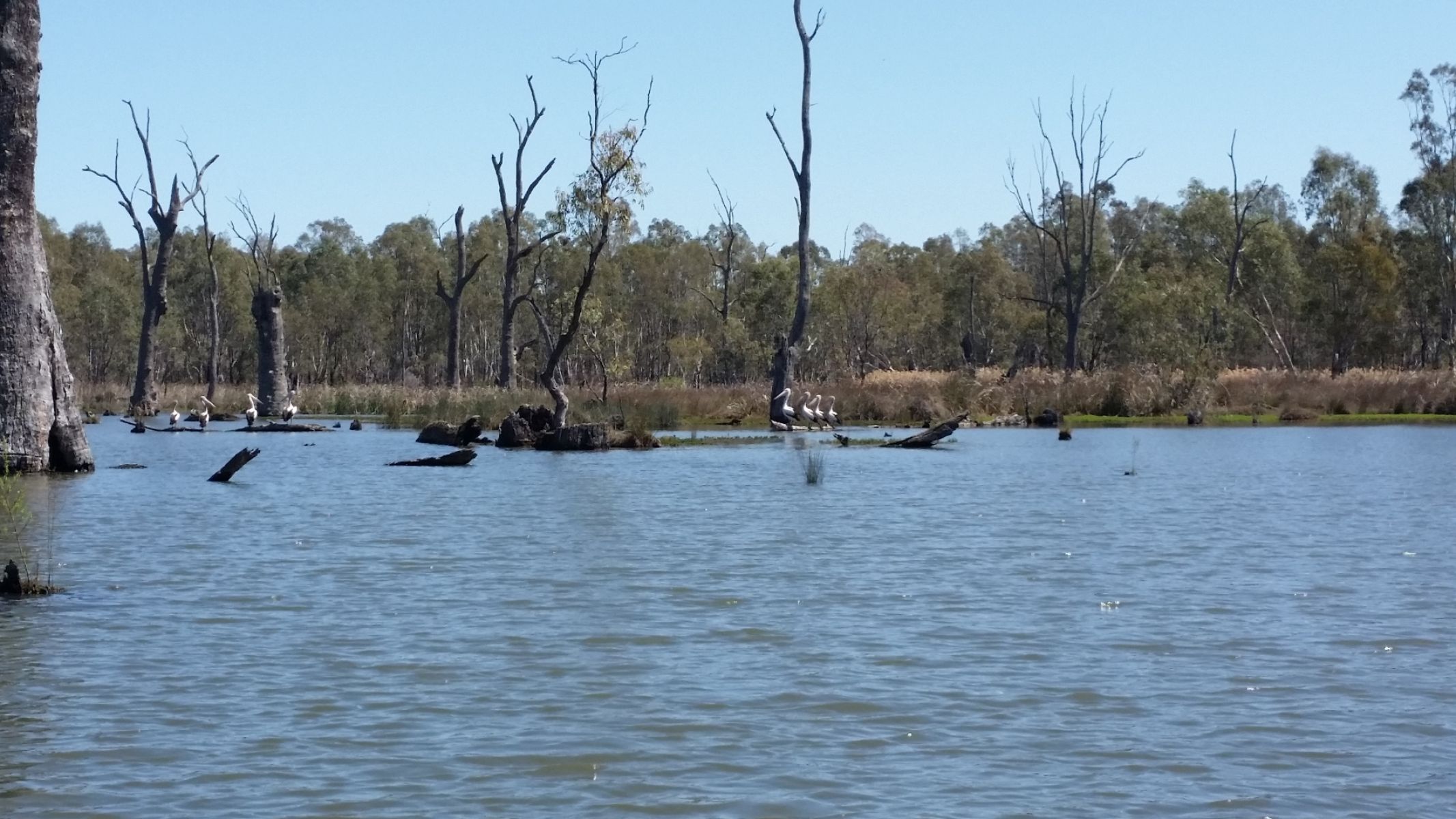 Large black and white birds sit on logs in a creek