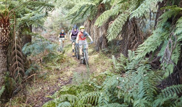Three people ride mountain bikes down a trail through a forest