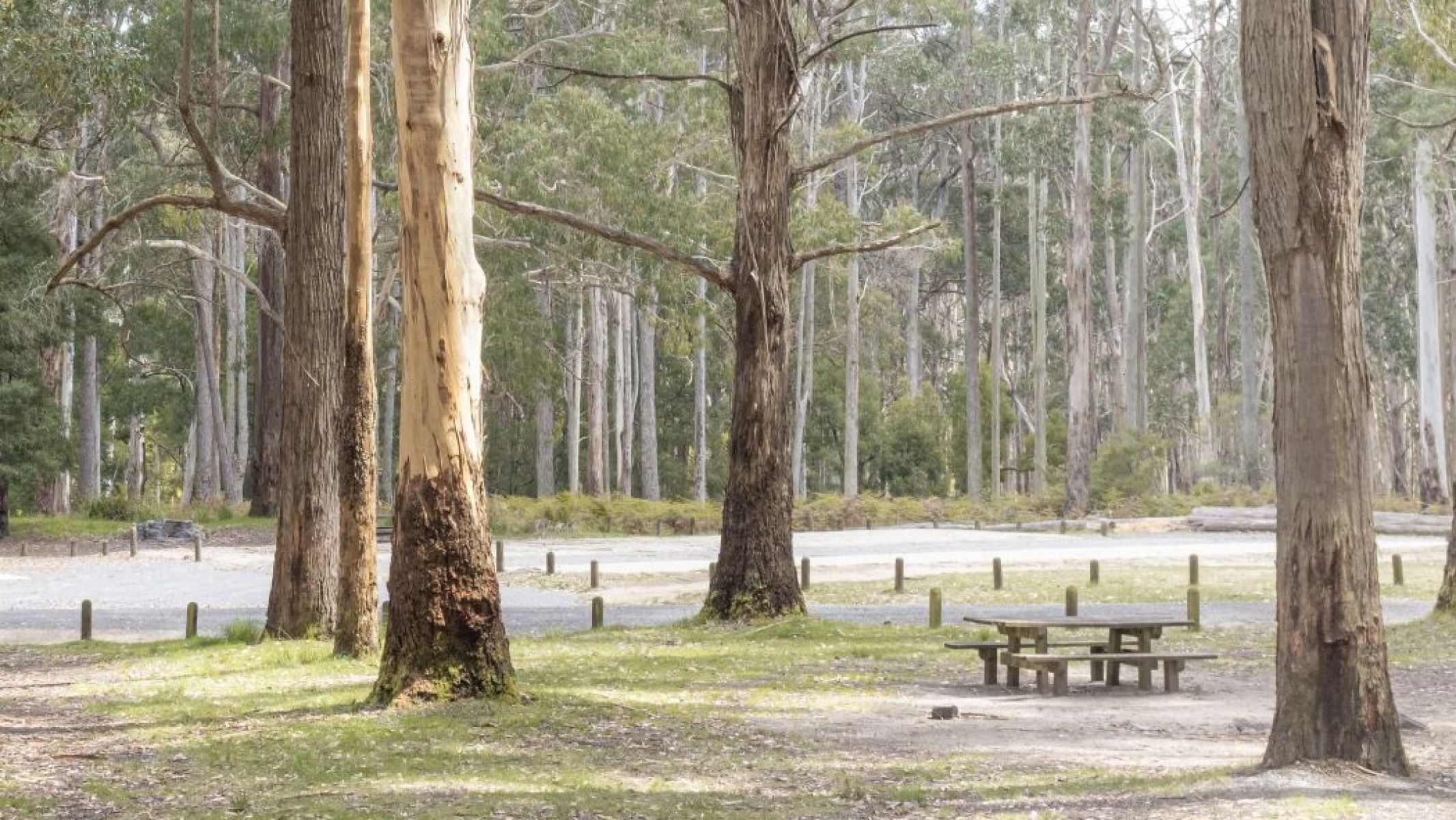 Two wooden picnic tables are in the foreground, a large grey hut is in the background and tall trees grow throughout the site.