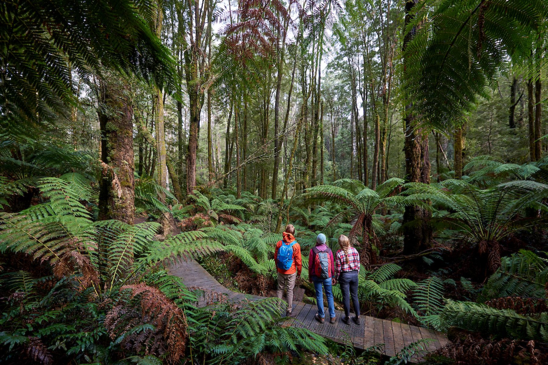 Three people stop on a wooden walkway to look at the view of surrounding ferns