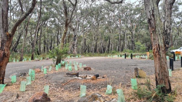 A gravelled campground area with tree saplings planted