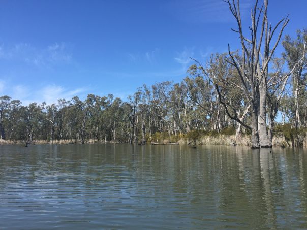 A body of water with trees at the perimeter