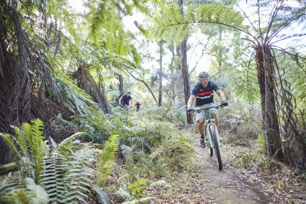Riders ride mountain bikes down a trail through ferns and forest