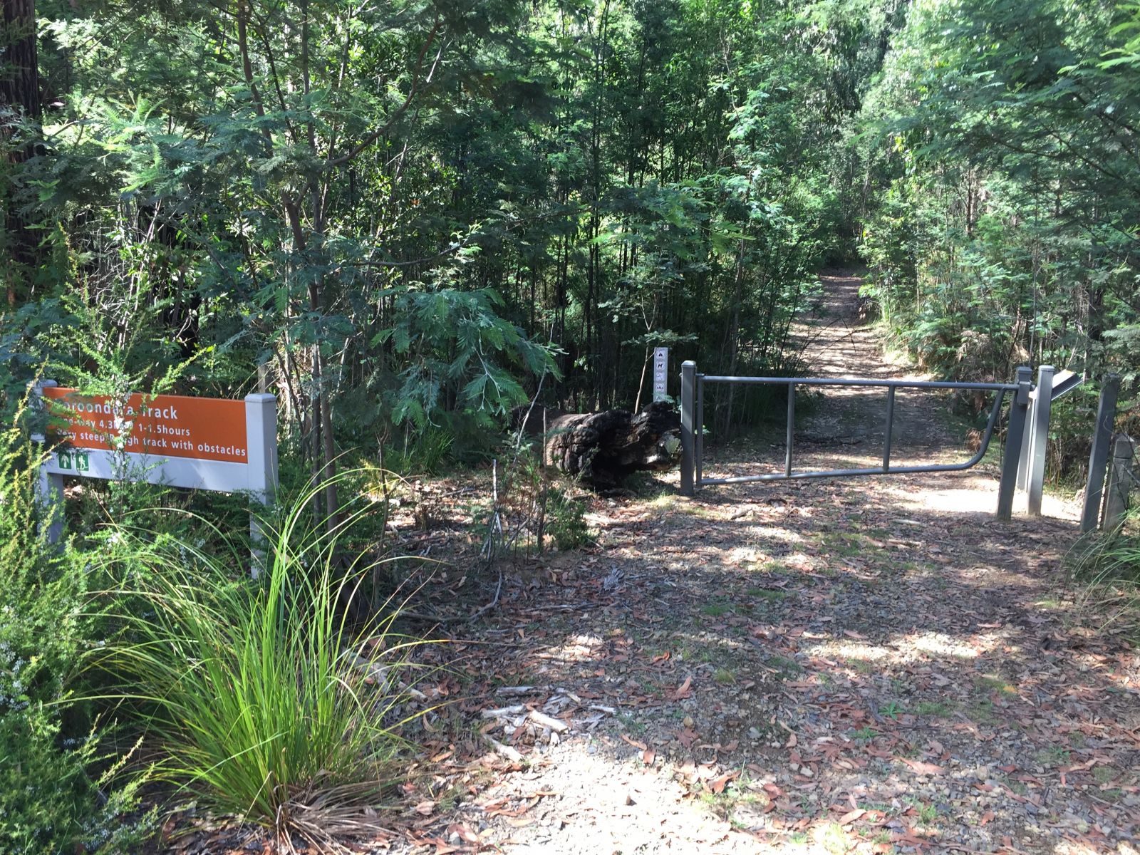 A metal gate at the start of a cleared dirt path through trees