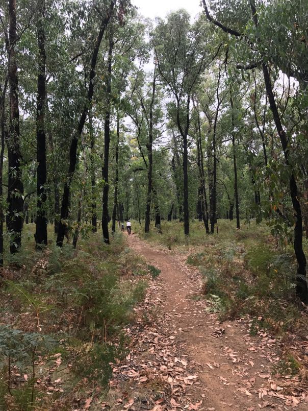 A cyclist rides on a bike trail through the forest