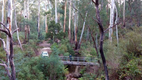 A man stands on a log walkway elevated above a stream and among tall trees