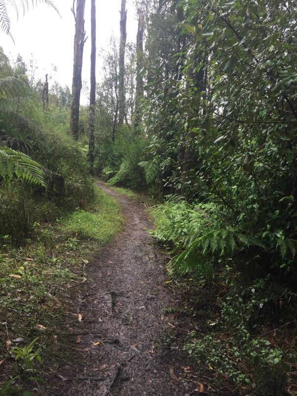 A dirt pathway ascends uphill with ferns and trees surrounding