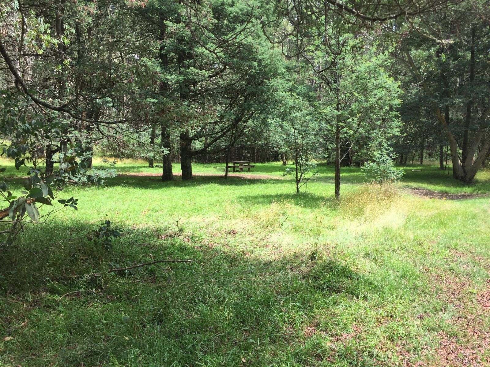 A lush grassy area with shady trees and a picnic table