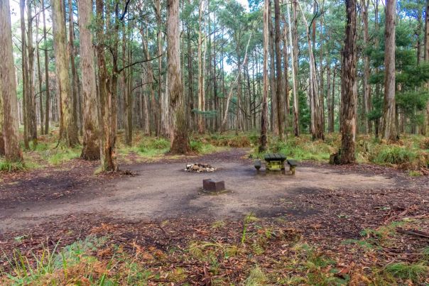 Open picnic and camping area with table and wood BBQ against a background of mature forest