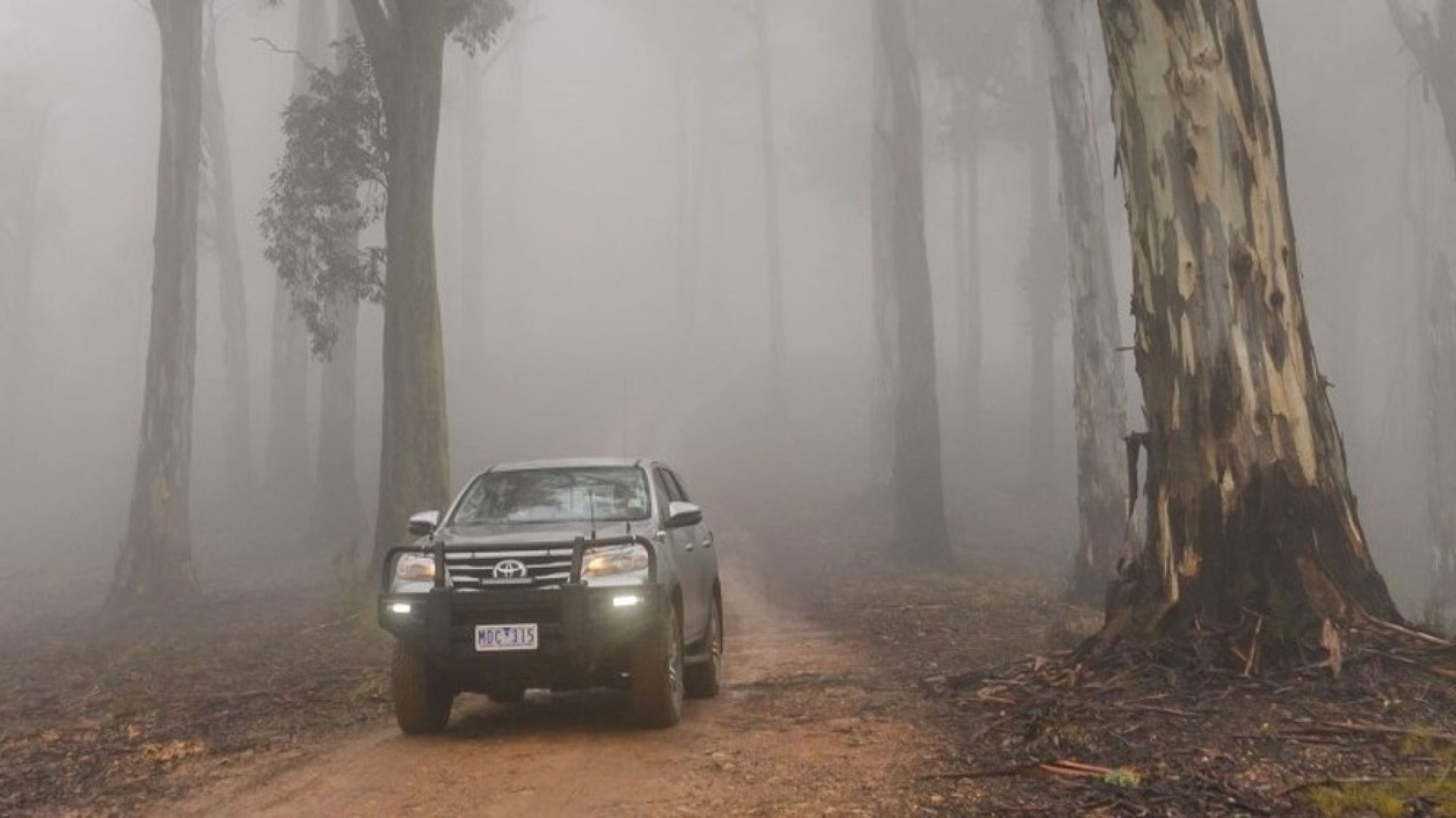 A 4WD driving through bushy forest. 