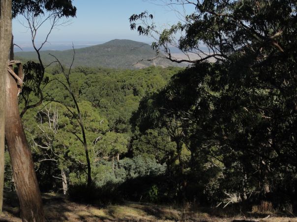 A view between trees to plains below and a hill in the distance