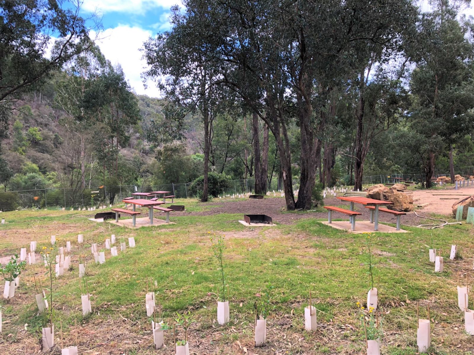 Small tree saplings with picnic tables and large trees 