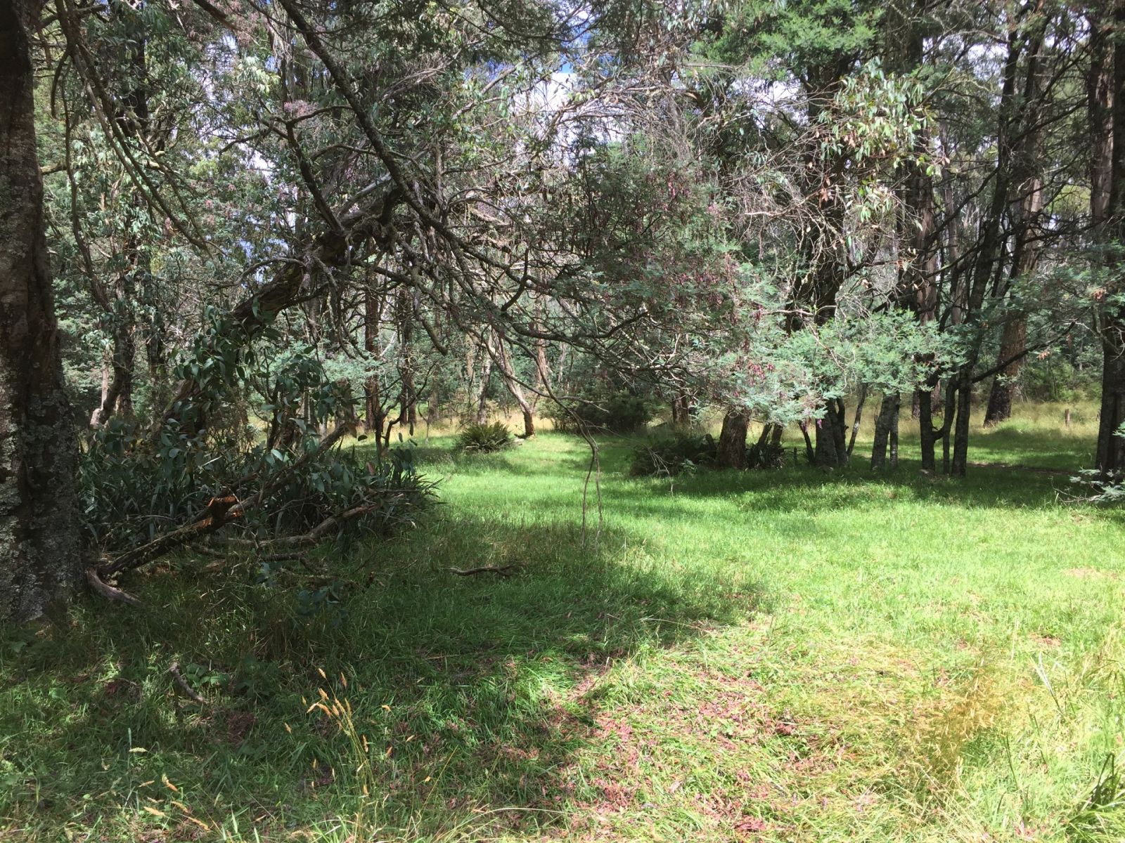 A grassy area with shady trees