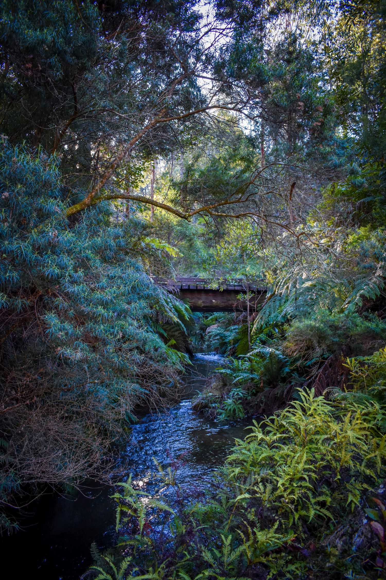 Little Cabbage Tree Creek A wooden bridge spanning a river surrounded by trees