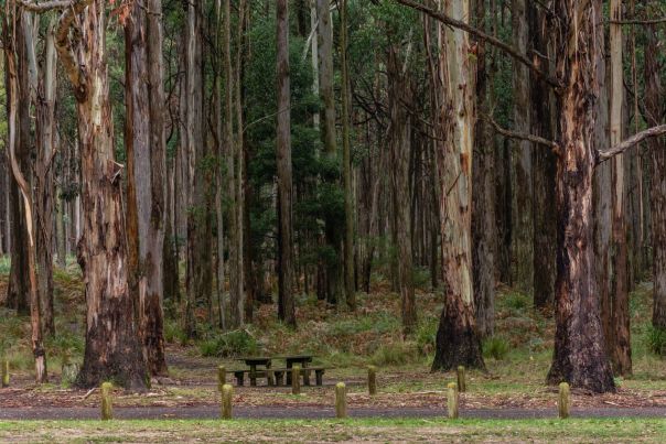 Beautiful forests surrounding a picnic table at Dirtchfields