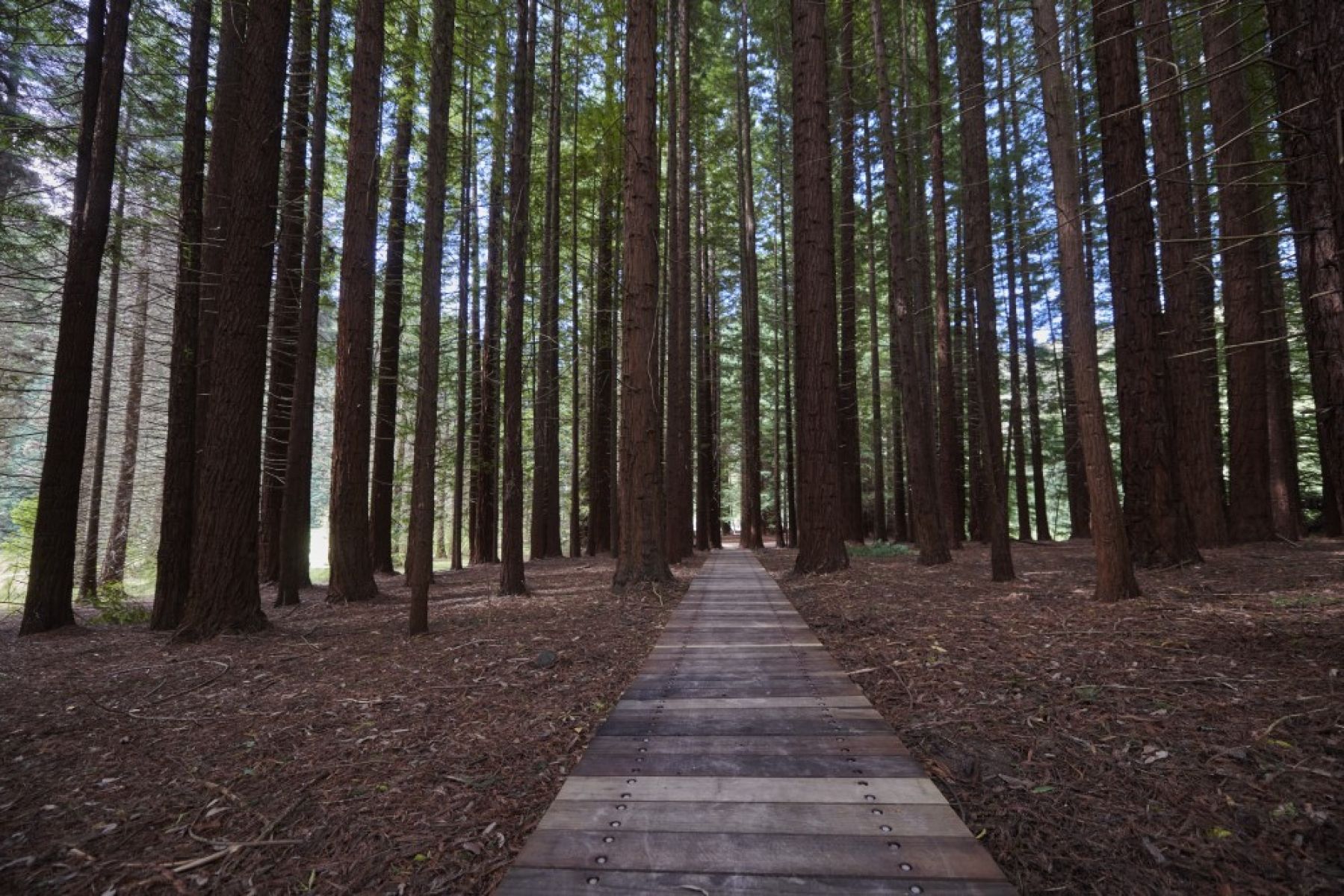 A wooden boardwalk runs between tall Californian Redwoods.