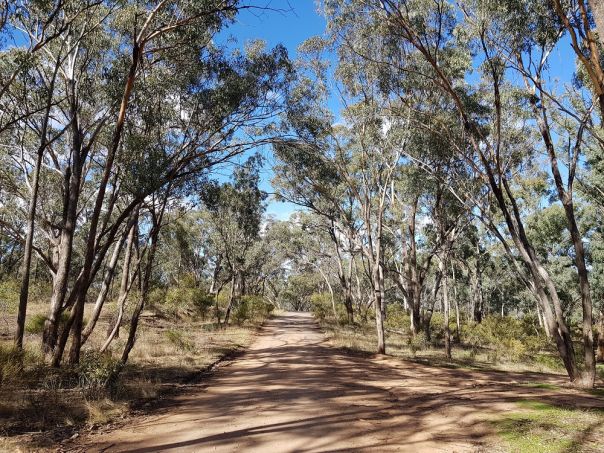 Waanyarra forest drive