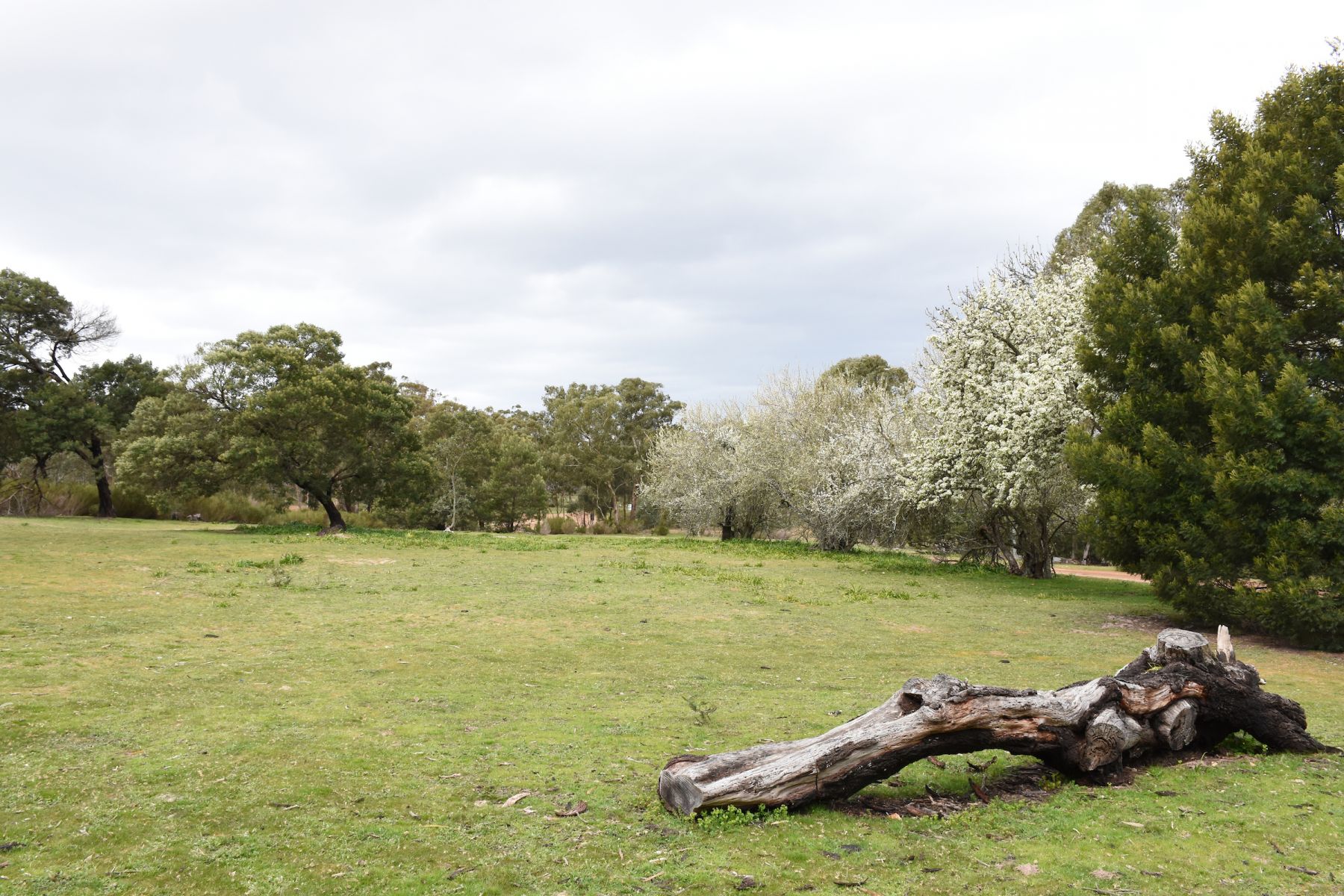 A large grassy area surrounded by flowering trees with a log in the foreground