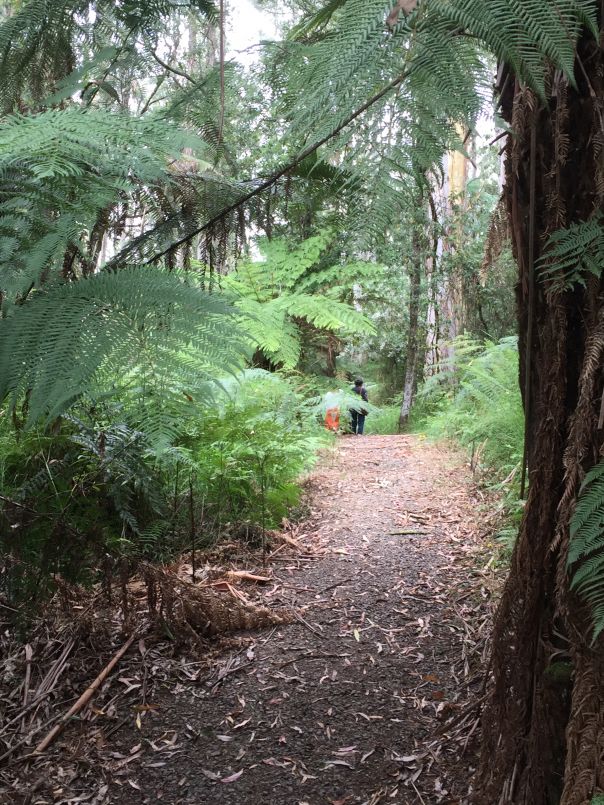 A walking path through ferns