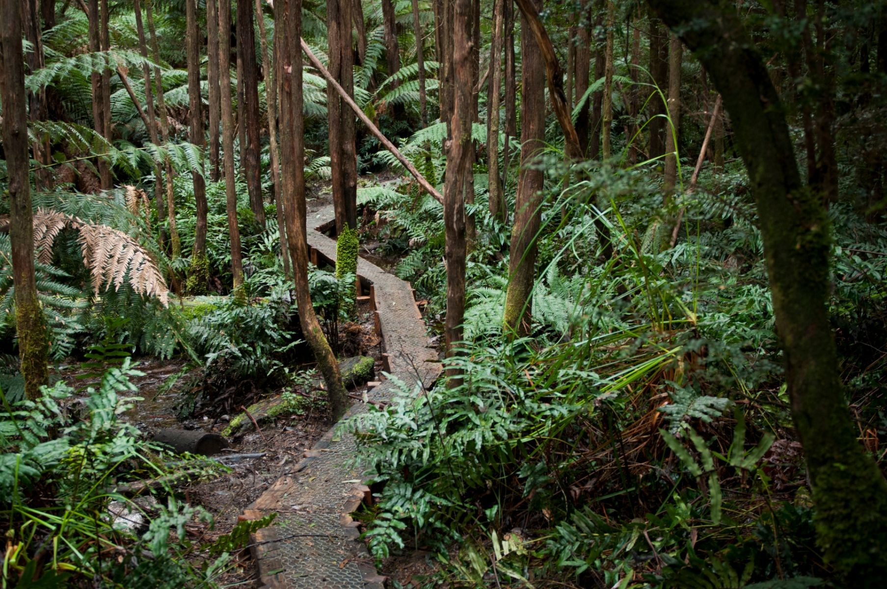A narrow wooden walkway leads through dense forest