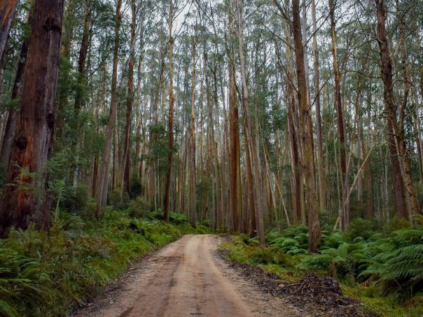 A dirt 4WD track through forest