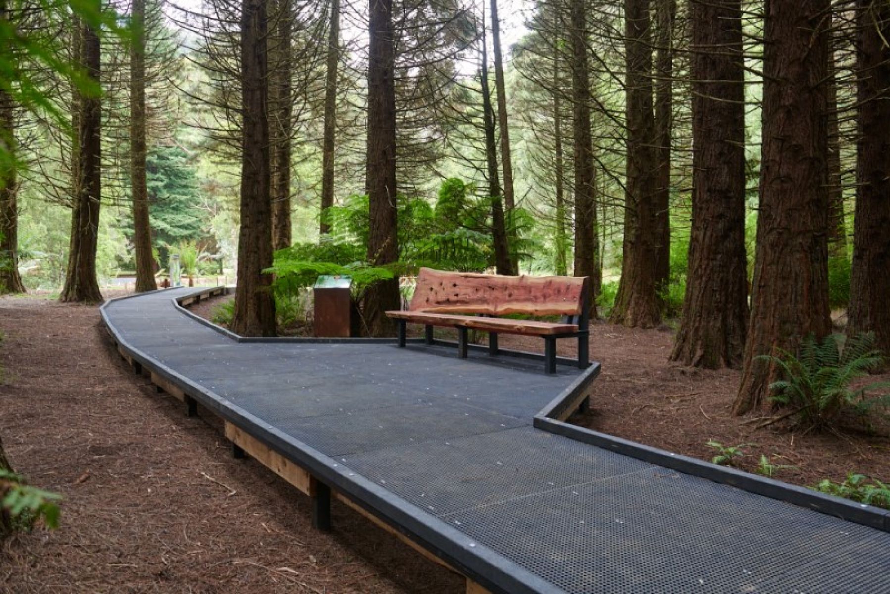 A wooden seat on a walkway under tall redwood trees.