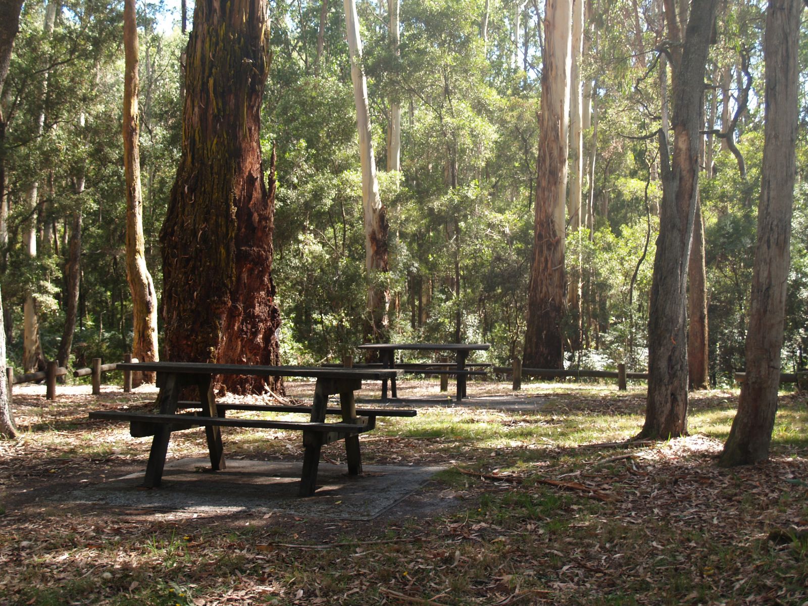 Picnic tables in a grassy area amongst tall trees
