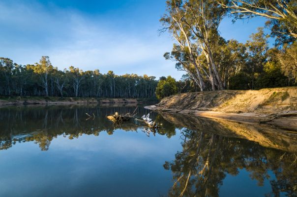 White birds perch on driftwood on the Murray River