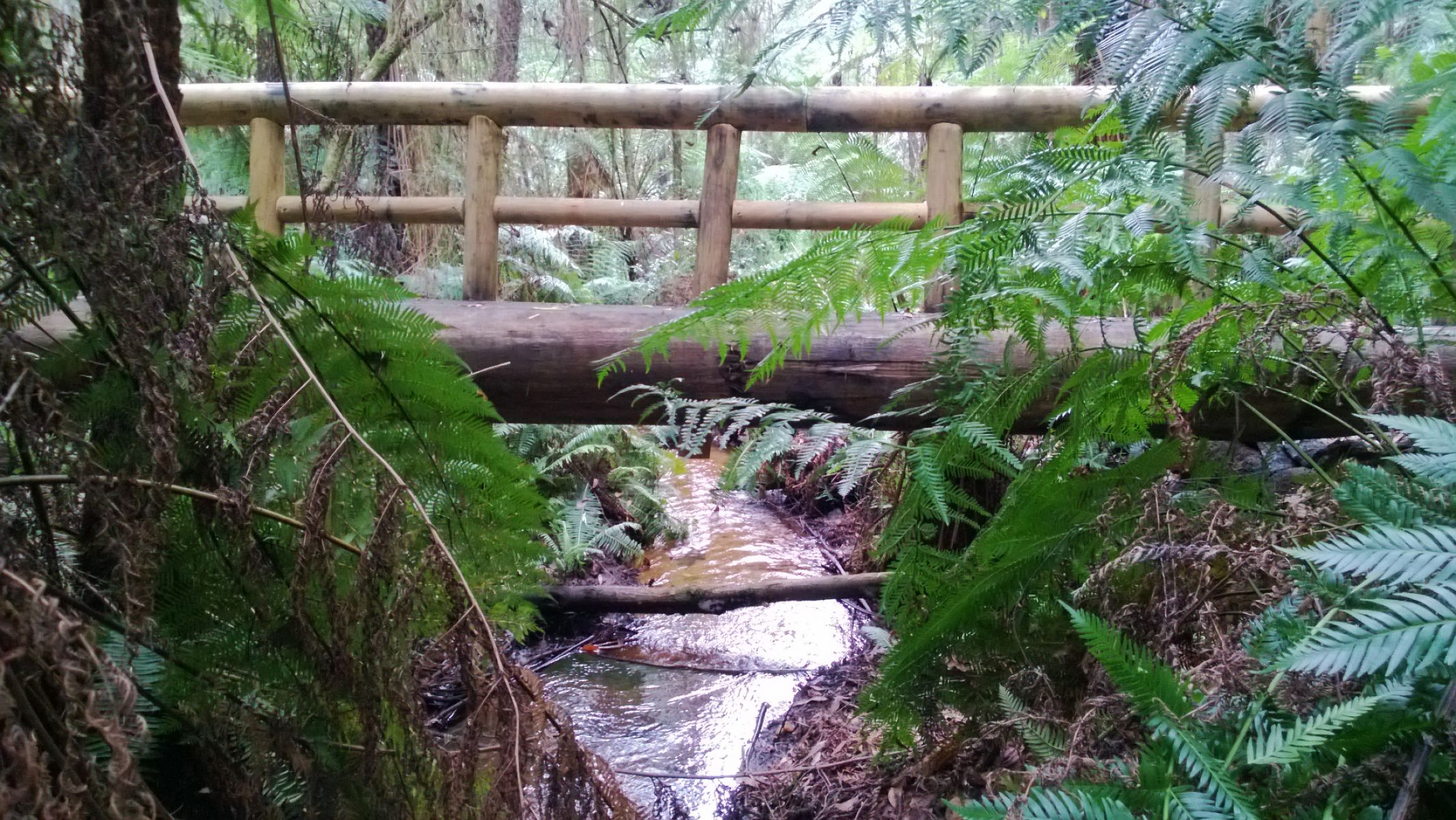 A small stream runs underneath a wooden fence in a forest