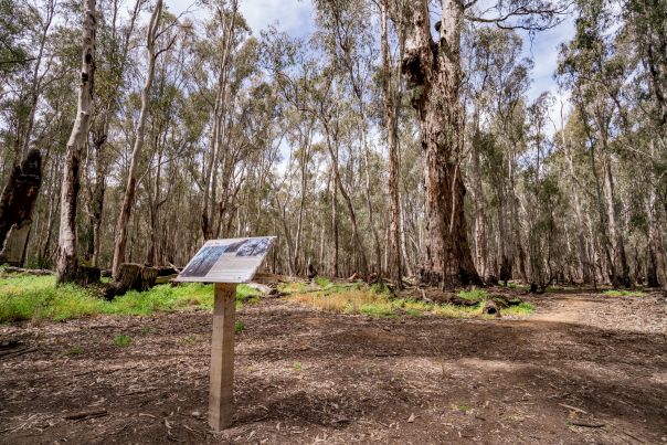 A cluster of tall eucalyptus trees