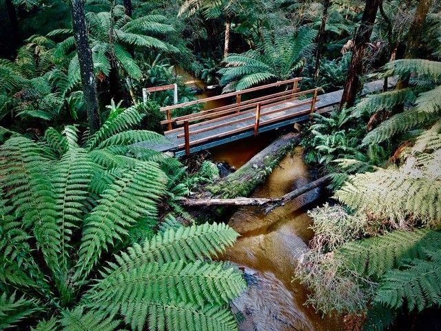 Bridge across Little Yarra River A wooden walking bridge with wooden railings that spans a short water way, surround by ferns