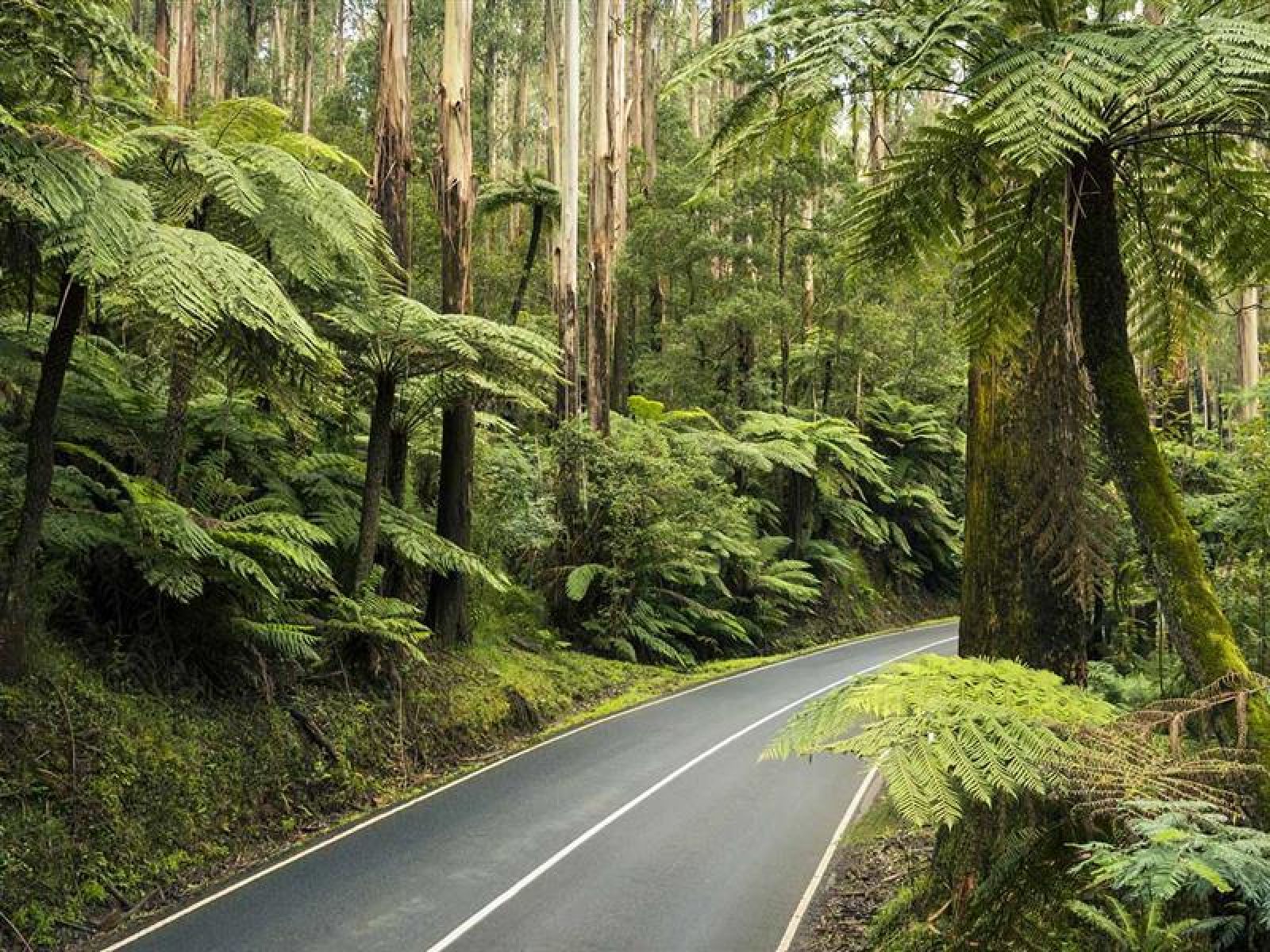 A road surrounded by lush green forest.