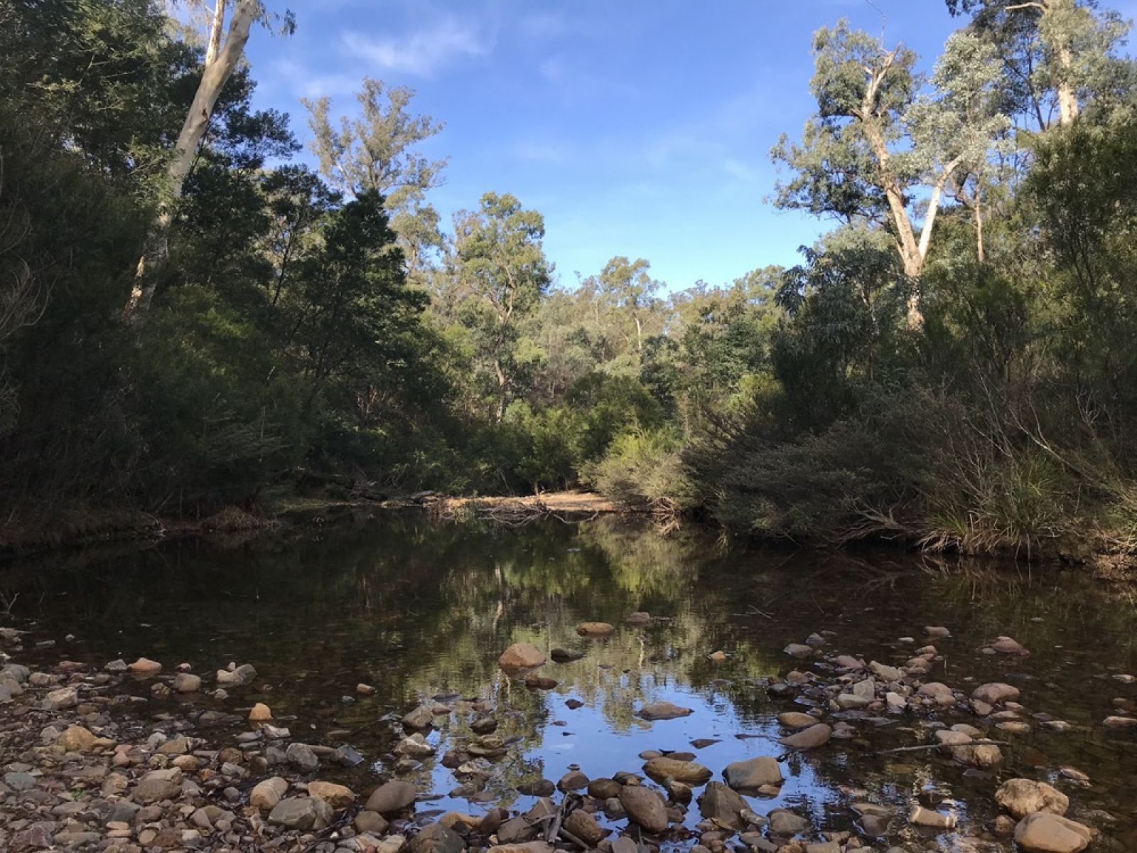 Creek surrounded by forest