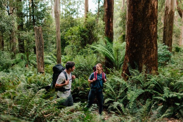 Two people with overnight backpacks walking through tall forest