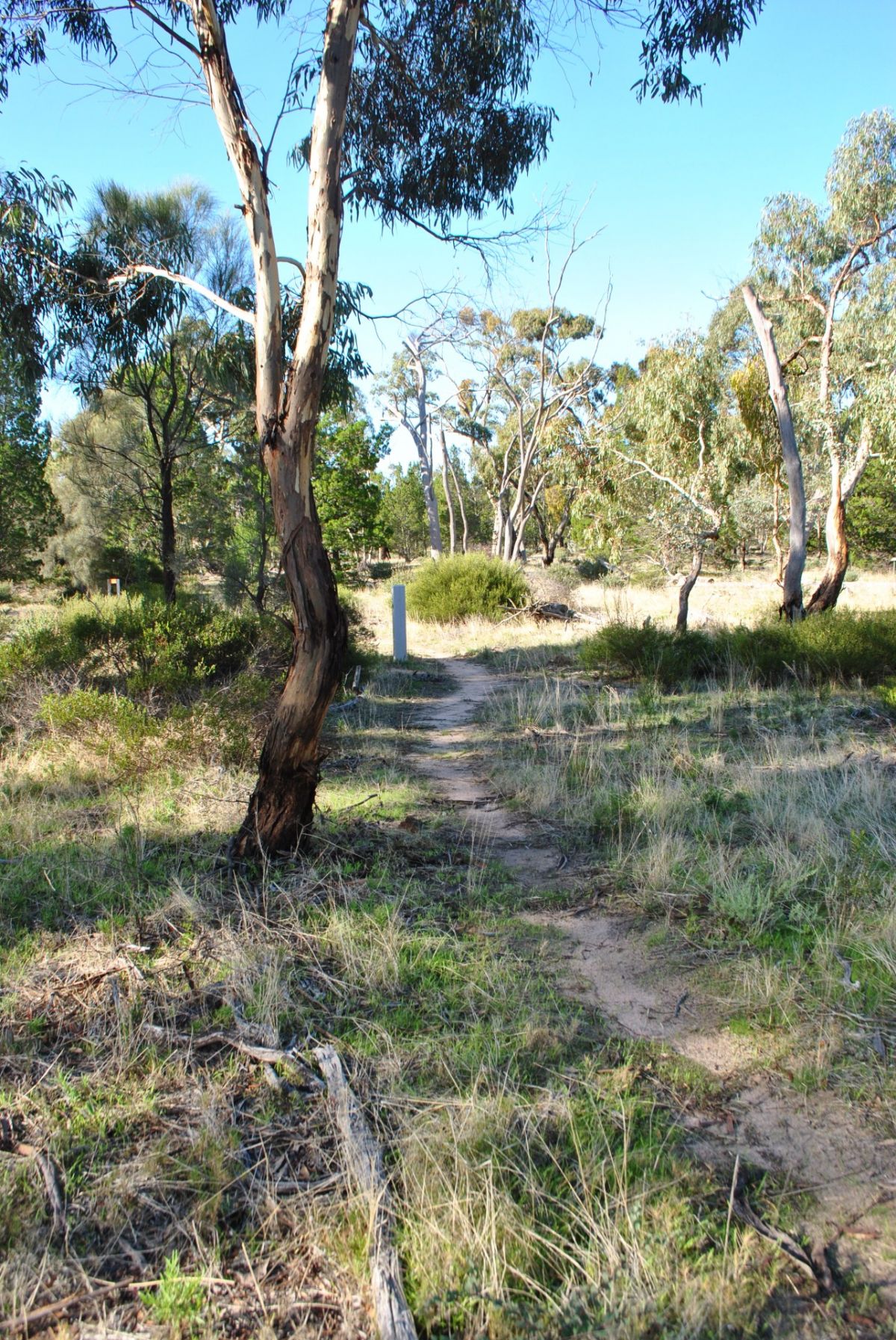 A narrow path through a grassy field with trees either side