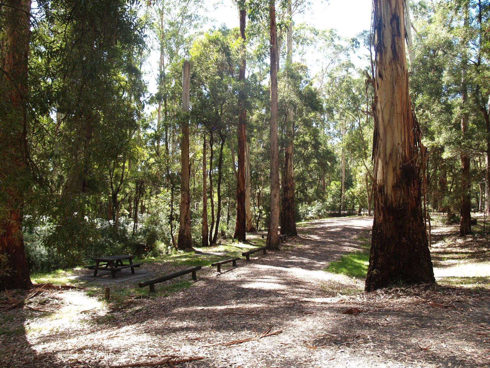 A spacious picnic area surrounded by tall trees