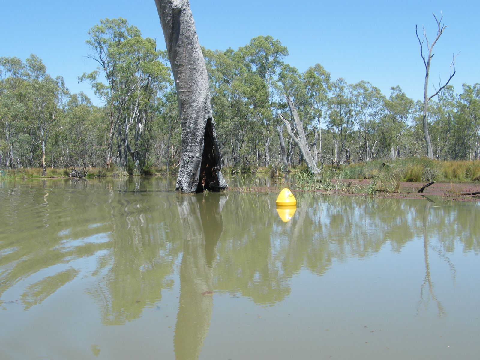 A yellow buoy floats in a creek next to a tree hollow