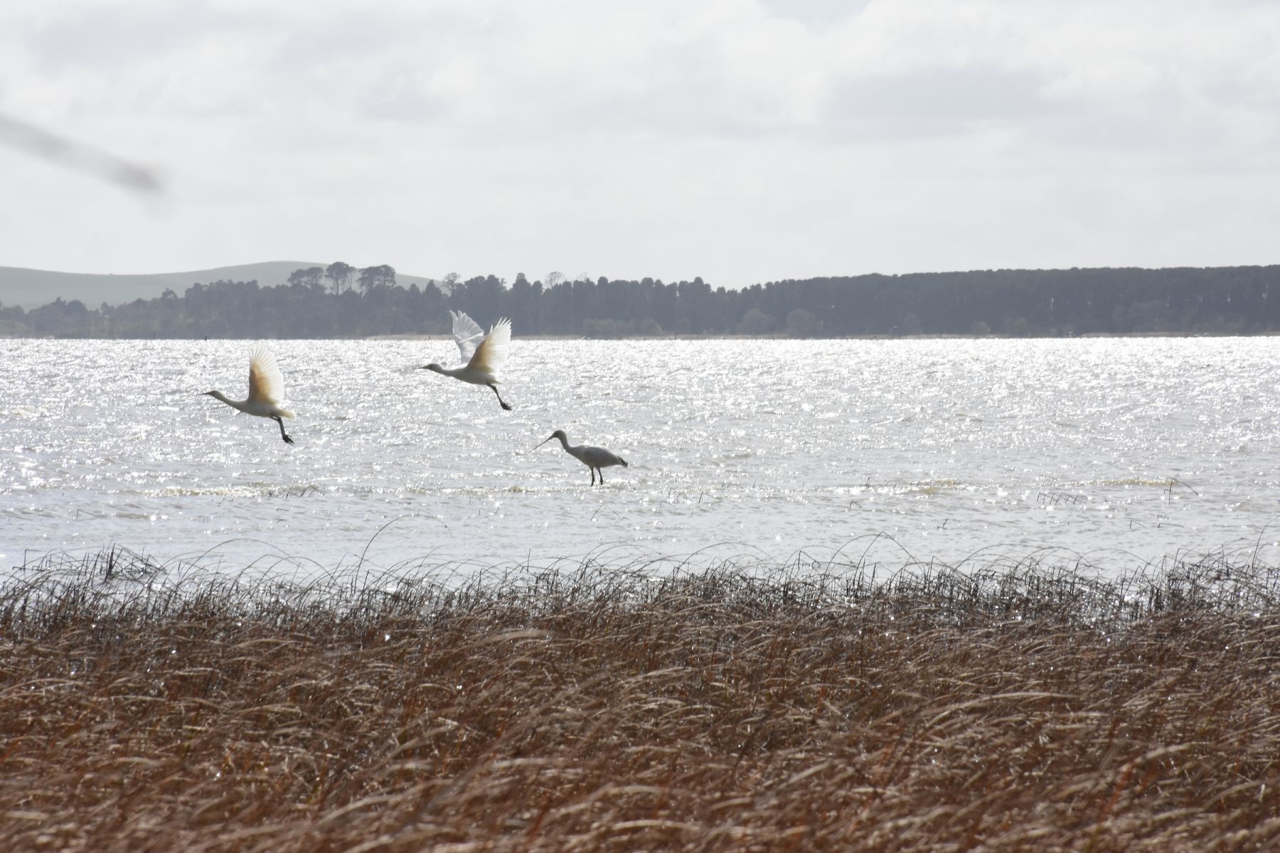 Three white spoonbills at Lake Burumbeet