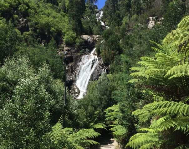 A view of a waterfall cascading over rocks between ferns and trees