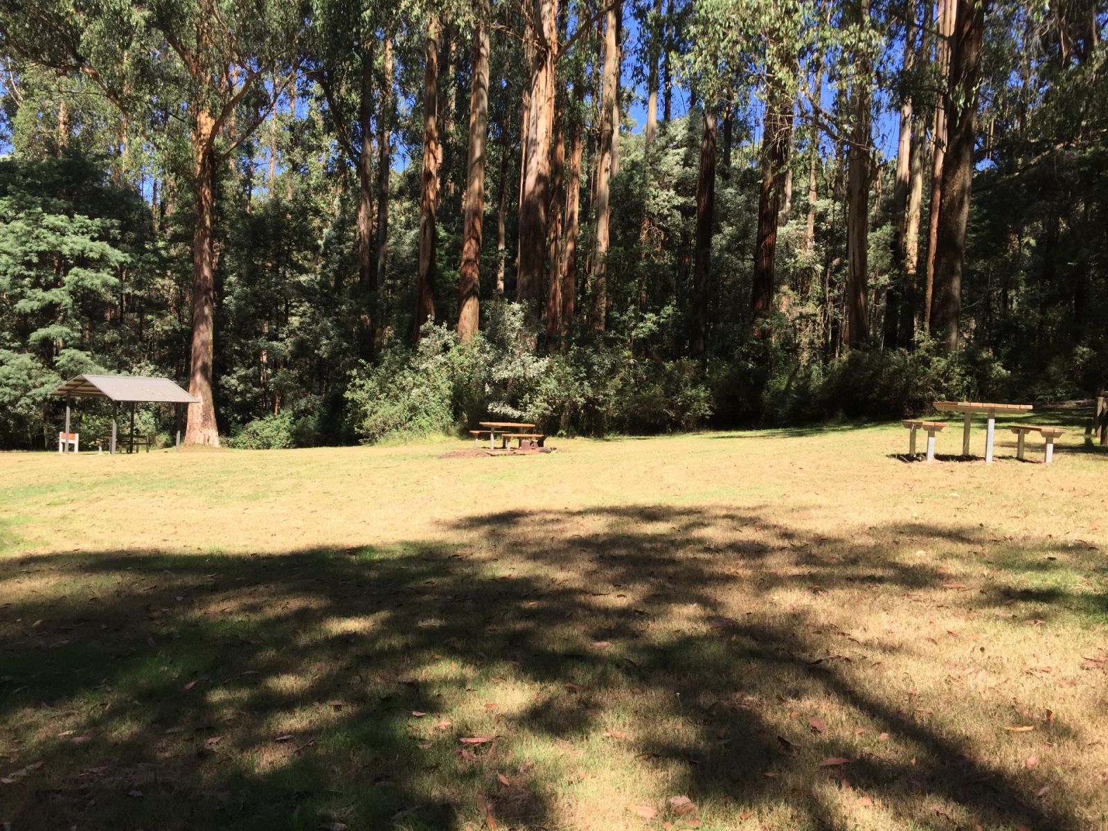 A large and sunny grassy picnic area surrounded by tall trees