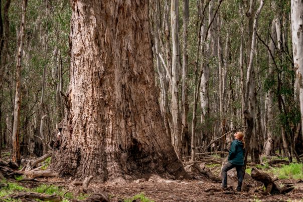 A woman looks up at a large eucalyptus page 