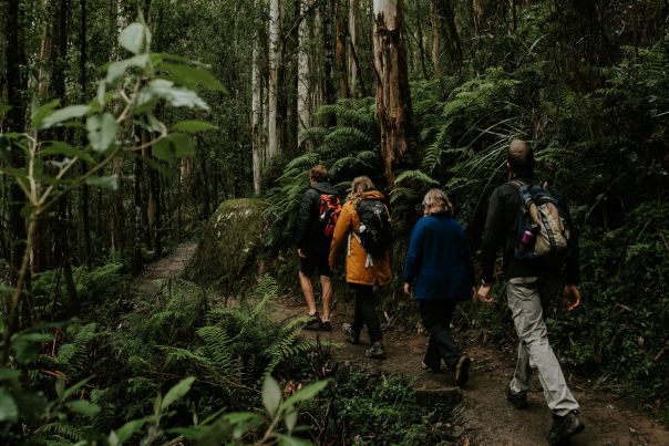 A group of 4 hikers walking along Toorongo Falls Walk which passes through tall, wet forest